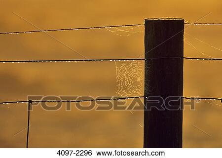 Stock Photograph - Spider web on a wire fence, Fraser Valley, British Columbia, Canada. Fotosearch