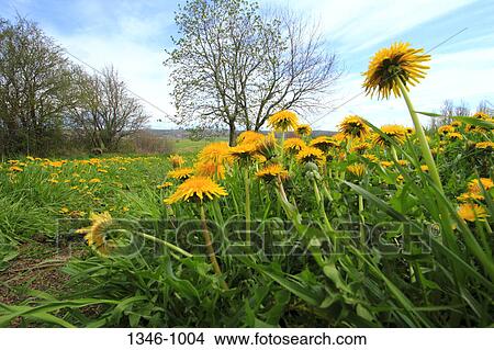 Spring Dandelions growing in field, Nova Scotia, Canada View Large Photo Image Picture - Spring Dandelions growing in field, Nova Scotia, Canada. Fotosearch