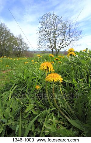 Stock Image - Spring Dandelions growing in field, Nova Scotia, Canada. Fotosearch