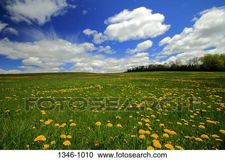 Spring Dandelions growing in field, Nova Scotia, Canada View Large Photo Image Stock Image - Spring Dandelions growing in field, Nova Scotia, Canada. Fotosearch