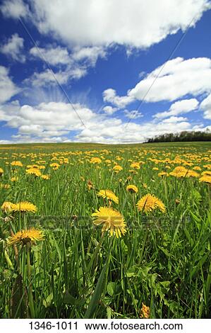 Spring Dandelions growing in field, Nova Scotia, Canada View Large Photo Image Stock Image - Spring Dandelions growing in field, Nova Scotia, Canada. Fotosearch