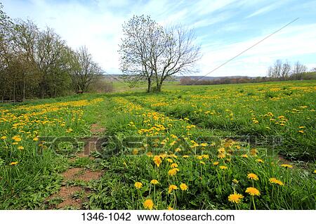 Spring Dandelions growing in field, Nova Scotia, Canada View Large Photo Image Stock Image - Spring Dandelions growing in field, Nova Scotia, Canada. Fotosearch