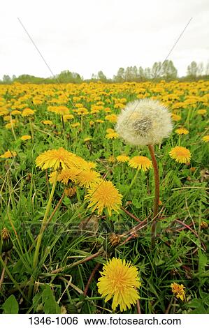 Spring Dandelions growing in field, Nova Scotia, Canada View Large Photo Image Stock Photograph - Spring Dandelions growing in field, Nova Scotia, Canada. Fotosearch