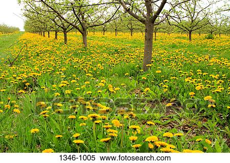 Spring Dandelions growing in field, Nova Scotia, Canada View Large Photo Image Stock Photography - Spring Dandelions growing in field, Nova Scotia, Canada. Fotosearch