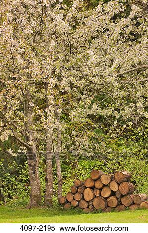 Stack of logs near flowering trees, Redwood National Park, California, USA View Large Photo Image Stock Photography - Stack of logs near flowering trees, Redwood National Park, California, USA. Fotosearch