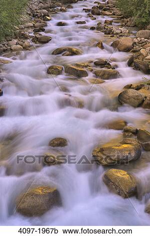 Stream passing through a forest, Jasper National Park, Alberta, Canada View Large Photo Image Stock Image - Stream passing through a forest, Jasper National Park, Alberta, Canada. Fotosearch