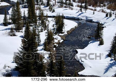 Stream passing through a forest, Rocky Mountains, USA View Large Photo Image Stock Photograph - Stream passing through a forest, Rocky Mountains, USA. Fotosearch