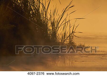 Tall grass at the lakeside, Swan Lake, Swan Lake Nature Sanctuary, Saanich, Victoria, Vancouver Island, British Columbia, Canada View Large Photo Image Stock Photograph - Tall grass at the lakeside, Swan Lake, Swan Lake Nature Sanctuary, Saanich, Victoria, Vancouver Island, British Columbia, Canada. Fotosearch