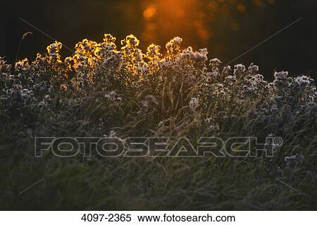Tall grass in a marsh, Saanich Peninsula, Victoria, Vancouver Island, British Columbia, Canada View Large Photo Image Stock Photography - Tall grass in a marsh, Saanich Peninsula, Victoria, Vancouver Island, British Columbia, Canada. Fotosearch