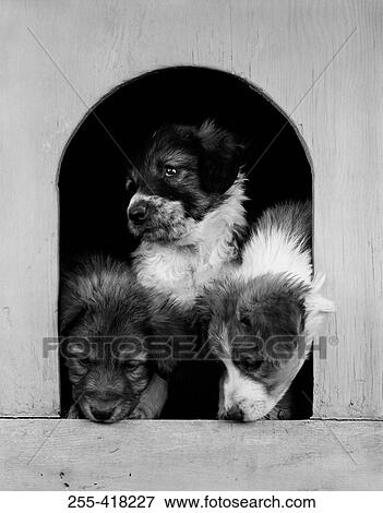 Three dogs in doghouse View Large Photo Image Stock Photo - Three dogs in doghouse. Fotosearch