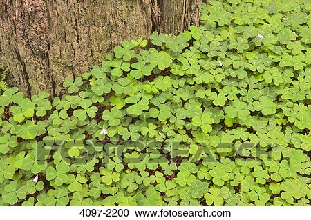 Stock Image - Three-leaf clovers around a tree, Redwood National Park, California, USA. Fotosearch