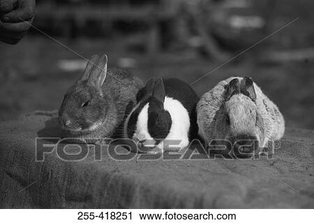 Stock Image - Three rabbits. Fotosearch