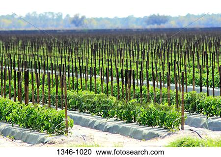 Tomato crop in a field, Arcadia, DeSoto County, Florida, USA View Large Photo Image Stock Image - Tomato crop in a field, Arcadia, DeSoto County, Florida, USA. Fotosearch