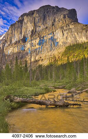 Stock Photograph - Trail passing through a forest, Stanley Glacier Trail, Kootenay National Park, Canadian Rockies, British Columbia, Canada. Fotosearch