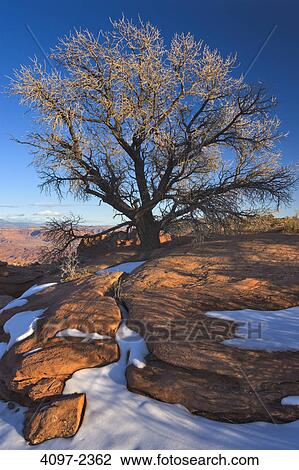 Tree in a canyon, Buck Canyon Overlook, Canyonlands National Park, Utah, USA View Large Photo Image Stock Image - Tree in a canyon, Buck Canyon Overlook, Canyonlands National Park, Utah, USA. Fotosearch