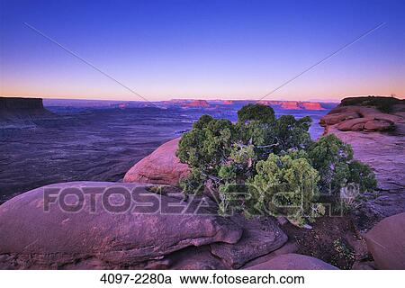Stock Image - Tree in a canyon, Green River, Island In The Sky, Canyonlands National Park, Utah, USA. Fotosearch