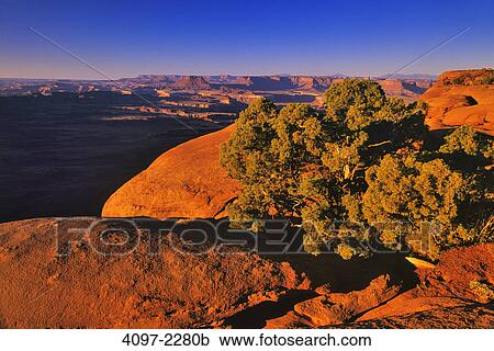Tree in a canyon, Green River, Island In The Sky, Canyonlands National Park, Utah, USA View Large Photo Image Stock Image - Tree in a canyon, Green River, Island In The Sky, Canyonlands National Park, Utah, USA. Fotosearch