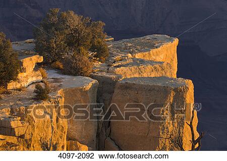 Tree on a cliff, Moran Point, South Rim, Grand Canyon National Park, Arizona, USA View Large Photo Image Stock Image - Tree on a cliff, Moran Point, South Rim, Grand Canyon National Park, Arizona, USA. Fotosearch