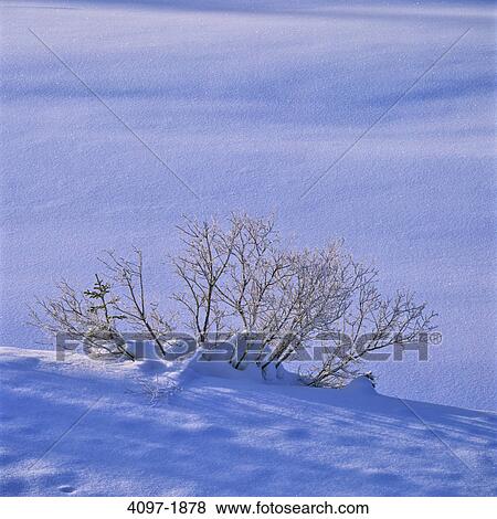 Tree on snow covered field in winter, Jasper National Park, Alberta, Canada View Large Photo Image Stock Photo - Tree on snow covered field in winter, Jasper National Park, Alberta, Canada. Fotosearch