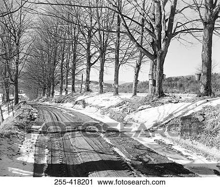 treelined road in winter View Large Photo Image Stock Image - treelined road in winter. Fotosearch