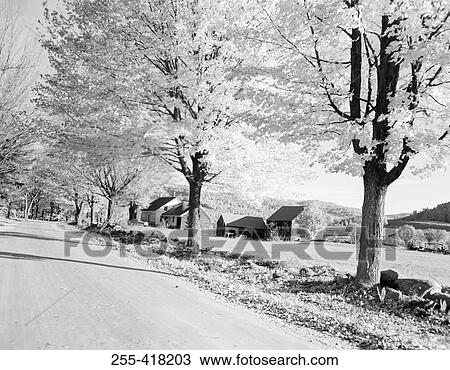 Treelined road View Large Photo Image Stock Image - Treelined road. Fotosearch