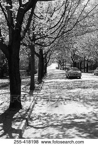 Treelined road View Large Photo Image Stock Photo - Treelined road. Fotosearch