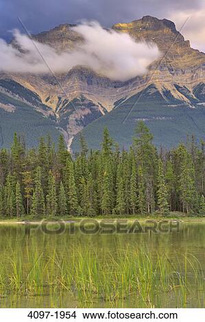 Trees at the lakeside with mountain in the background, Mt Kerkeslin, Jasper National Park, Alberta, Canada View Large Photo Image Picture - Trees at the lakeside with mountain in the background, Mt Kerkeslin, Jasper National Park, Alberta, Canada. Fotosearch