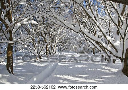 Stock Image - Trees covered in snow at winter. Fotosearch