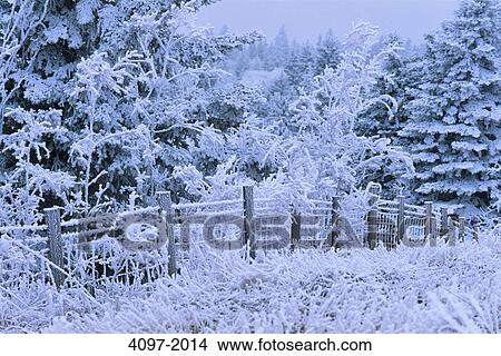 Trees covered with snow, Alberta, Canada View Large Photo Image Picture - Trees covered with snow, Alberta, Canada. Fotosearch
