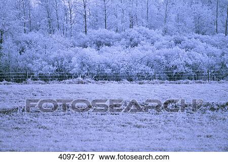 Trees covered with snow, Alberta, Canada View Large Photo Image Stock Photo - Trees covered with snow, Alberta, Canada. Fotosearch