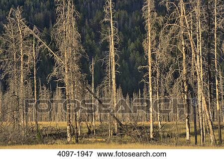 Trees destroyed in a forest fire, Jasper National Park, Alberta, Canada View Large Photo Image Stock Photo - Trees destroyed in a forest fire, Jasper National Park, Alberta, Canada. Fotosearch