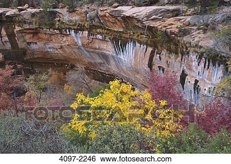 Stock Photograph - Trees in a canyon, Emerald Pools, Zion National Park, Utah, USA. Fotosearch