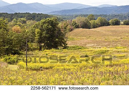 Trees in a field View Large Photo Image Stock Image - Trees in a field. Fotosearch