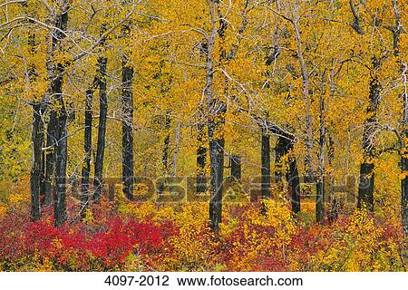 Stock Image - Trees in a forest, Alberta, Canada. Fotosearch