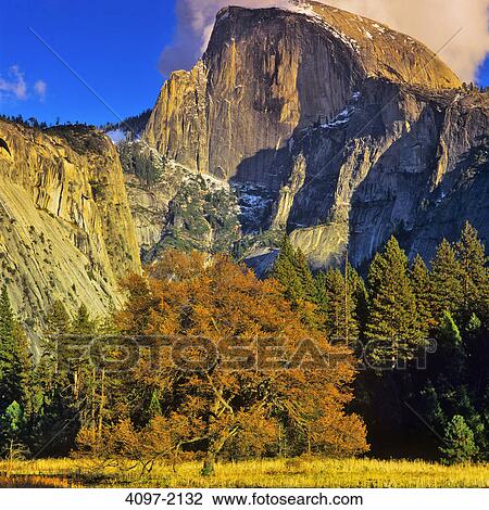Trees in a forest, Half Dome, Yosemite Valley, Yosemite National Park, California, USA View Large Photo Image Stock Image - Trees in a forest, Half Dome, Yosemite Valley, Yosemite National Park, California, USA. Fotosearch