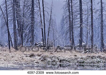 Trees in a forest in winter, Thompson-Okanagan, British Columbia, Canada View Large Photo Image Stock Photo - Trees in a forest in winter, Thompson-Okanagan, British Columbia, Canada. Fotosearch
