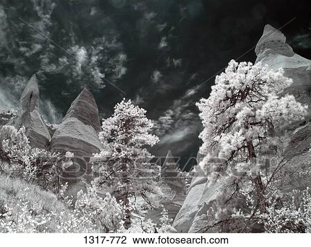Trees in a forest, Kasha-Katuwe Tent Rocks, Santa Fe, New Mexico, USA View Large Photo Image Stock Image - Trees in a forest, Kasha-Katuwe Tent Rocks, Santa Fe, New Mexico, USA. Fotosearch