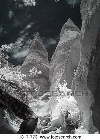 Trees in a forest, Kasha-Katuwe Tent Rocks, Santa Fe, New Mexico, USA View Large Photo Image Stock Image - Trees in a forest, Kasha-Katuwe Tent Rocks, Santa Fe, New Mexico, USA. Fotosearch