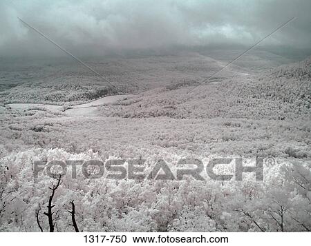 Stock Image - Trees in a forest, Ozark Mountains, Arkansas, USA. Fotosearch