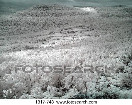 Trees in a forest, Ozark Mountains, Arkansas, USA View Large Photo Image Stock Photo - Trees in a forest, Ozark Mountains, Arkansas, USA. Fotosearch