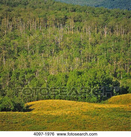 Trees in a forest, Waterton Lakes National Park, Alberta, Canada View Large Photo Image Stock Photograph - Trees in a forest, Waterton Lakes National Park, Alberta, Canada. Fotosearch