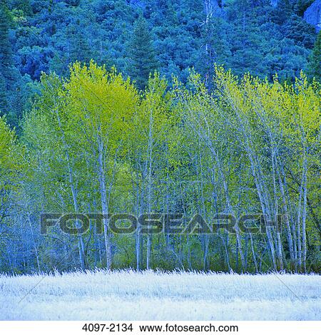 Picture - Trees in a forest, Yosemite National Park, California, USA. Fotosearch