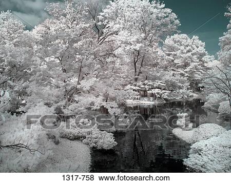 Trees in a Japanese garden, USA View Large Photo Image Stock Photo - Trees in a Japanese garden, USA. Fotosearch