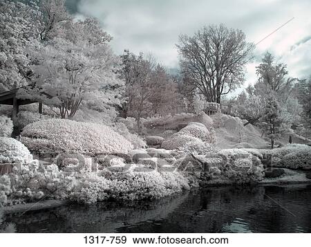 Trees in a Japanese garden, USA View Large Photo Image Stock Photo - Trees in a Japanese garden, USA. Fotosearch