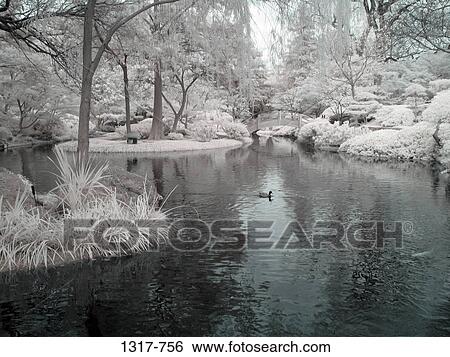 Trees in a Japanese garden, USA View Large Photo Image Stock Photograph - Trees in a Japanese garden, USA. Fotosearch