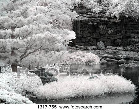 Trees in a Japanese garden, USA View Large Photo Image Stock Photography - Trees in a Japanese garden, USA. Fotosearch