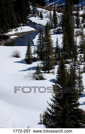 Trees in a snow covered landscape, Rocky Mountains, USA View Large Photo Image Stock Photo - Trees in a snow covered landscape, Rocky Mountains, USA. Fotosearch