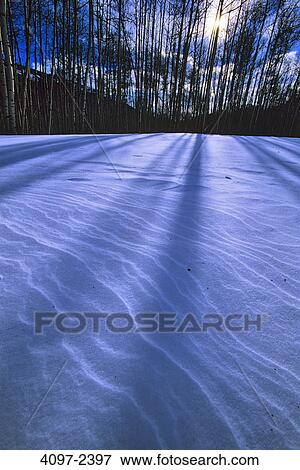 Trees in a snow covered landscape, Kootenay National Park, British Columbia, Canada View Large Photo Image Stock Photo - Trees in a snow covered landscape, Kootenay National Park, British Columbia, Canada. Fotosearch