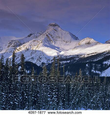Trees in front of a mountain, Jasper National Park, Alberta, Canada View Large Photo Image Stock Photo - Trees in front of a mountain, Jasper National Park, Alberta, Canada. Fotosearch