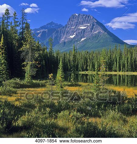 Trees in front of a mountain, Mount Fryatt, Jasper National Park, Alberta, Canada View Large Photo Image Picture - Trees in front of a mountain, Mount Fryatt, Jasper National Park, Alberta, Canada. Fotosearch